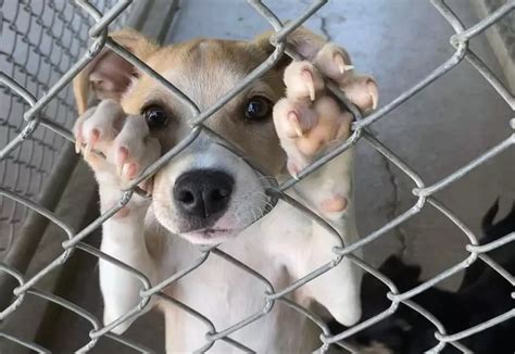 Cny animal shelter. Things To Know About Cny animal shelter. 